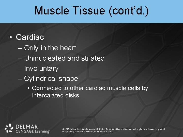 Muscle Tissue (cont’d. ) • Cardiac – Only in the heart – Uninucleated and