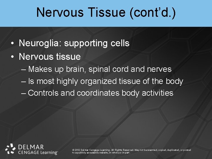 Nervous Tissue (cont’d. ) • Neuroglia: supporting cells • Nervous tissue – Makes up