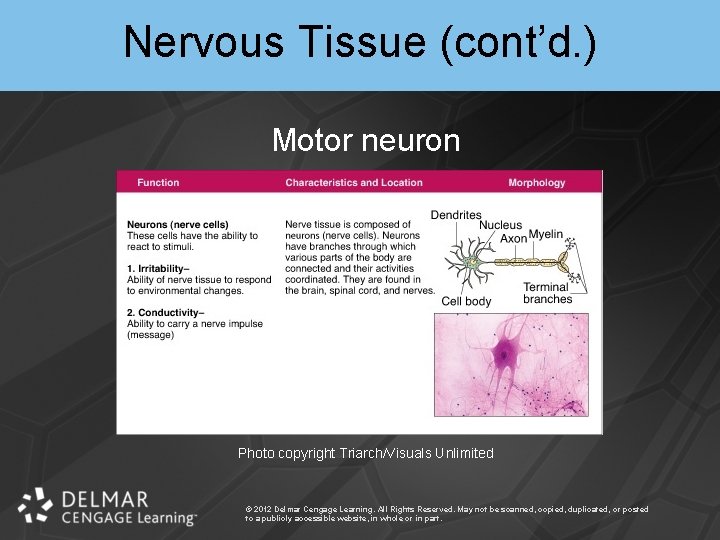 Nervous Tissue (cont’d. ) Motor neuron Photo copyright Triarch/Visuals Unlimited © 2012 Delmar Cengage