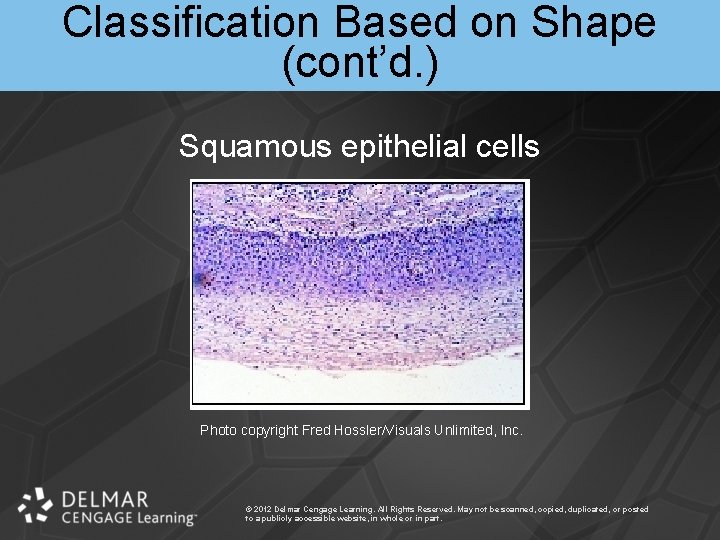 Classification Based on Shape (cont’d. ) Squamous epithelial cells Photo copyright Fred Hossler/Visuals Unlimited,