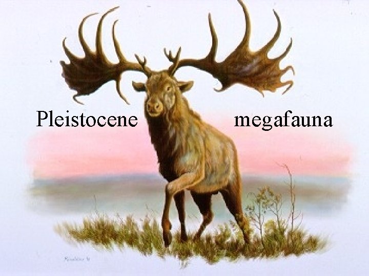 Pleistocene megafauna 