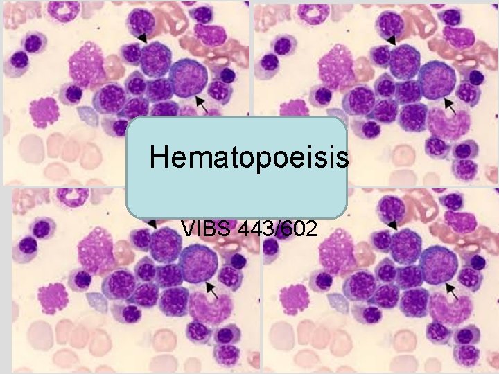 Hematopoeisis VIBS 443/602 