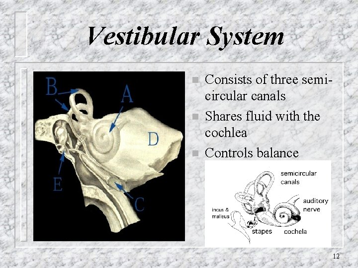 Vestibular System n n n Consists of three semicircular canals Shares fluid with the