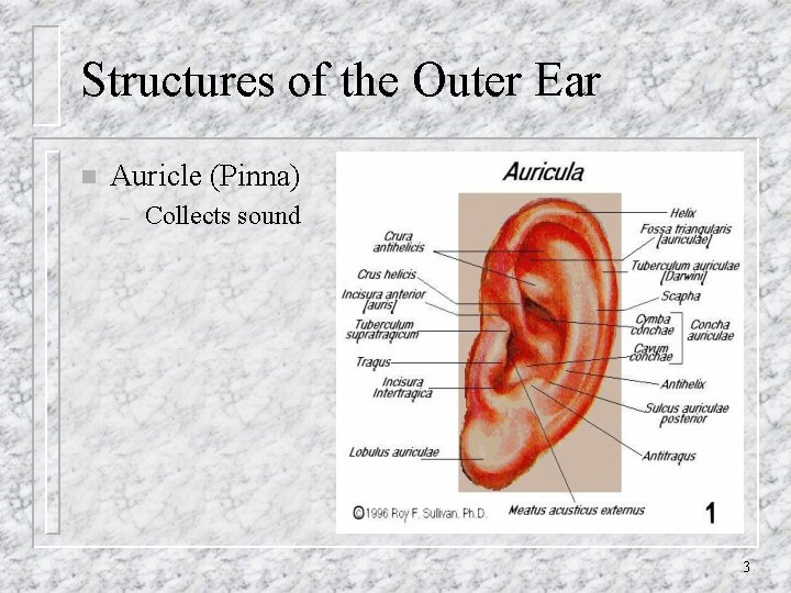 Structures of the Outer Ear n Auricle (Pinna) – Collects sound 3 