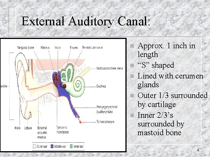 External Auditory Canal: n n n Approx. 1 inch in length “S” shaped Lined