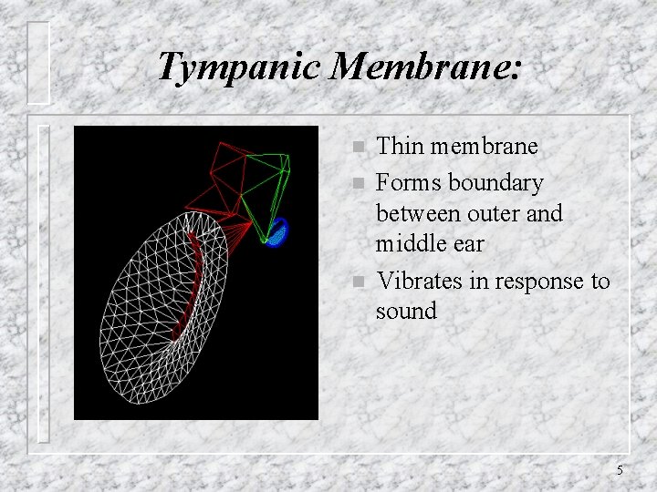 Tympanic Membrane: n n n Thin membrane Forms boundary between outer and middle ear