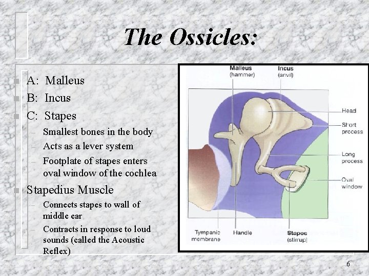 The Ossicles: n n n A: Malleus B: Incus C: Stapes – – –