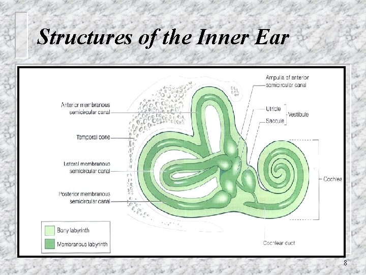 Structures of the Inner Ear 8 