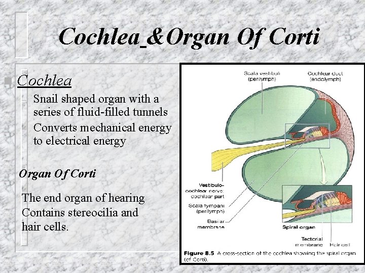 Cochlea &Organ Of Corti n Cochlea – – Snail shaped organ with a series