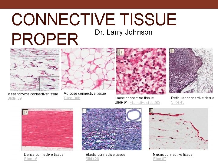 CONNECTIVE TISSUE Dr. Larry Johnson PROPER Mesenchyme connective tissue Slide 39 Dense connective tissue