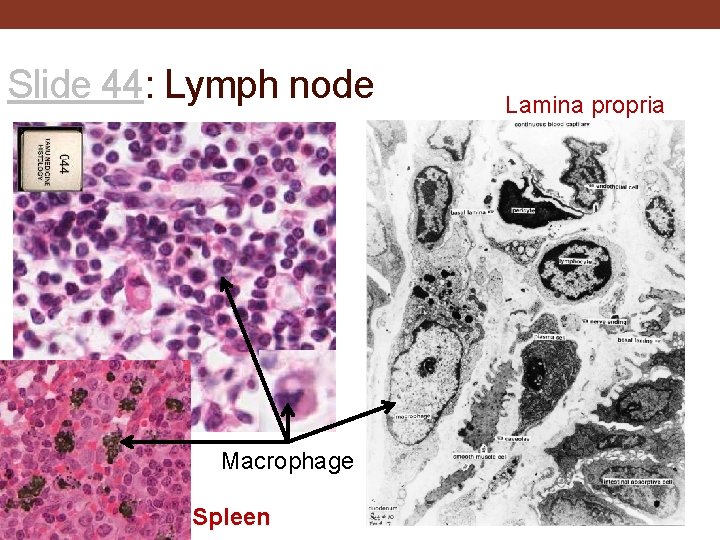 Slide 44: Lymph node Macrophage Spleen Lamina propria 
