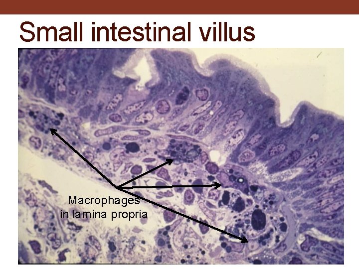 Small intestinal villus Macrophages in lamina propria 