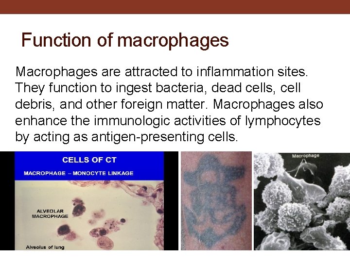 Function of macrophages Macrophages are attracted to inflammation sites. They function to ingest bacteria,
