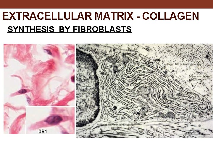 EXTRACELLULAR MATRIX - COLLAGEN SYNTHESIS BY FIBROBLASTS 061 