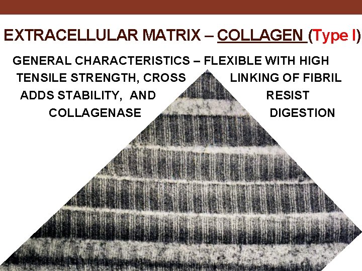 EXTRACELLULAR MATRIX – COLLAGEN (Type I) GENERAL CHARACTERISTICS – FLEXIBLE WITH HIGH TENSILE STRENGTH,