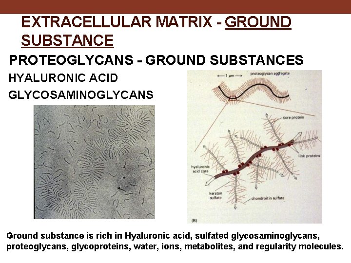 EXTRACELLULAR MATRIX - GROUND SUBSTANCE PROTEOGLYCANS - GROUND SUBSTANCES HYALURONIC ACID GLYCOSAMINOGLYCANS Ground substance