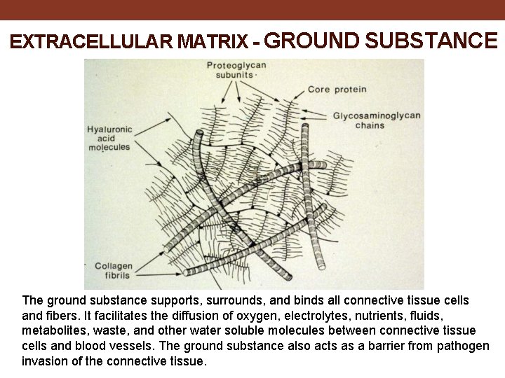 EXTRACELLULAR MATRIX - GROUND SUBSTANCE The ground substance supports, surrounds, and binds all connective
