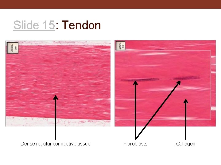 Slide 15: Tendon Dense regular connective tissue Fibroblasts Collagen 