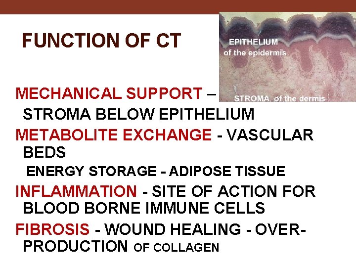 FUNCTION OF CT MECHANICAL SUPPORT – STROMA BELOW EPITHELIUM METABOLITE EXCHANGE - VASCULAR BEDS
