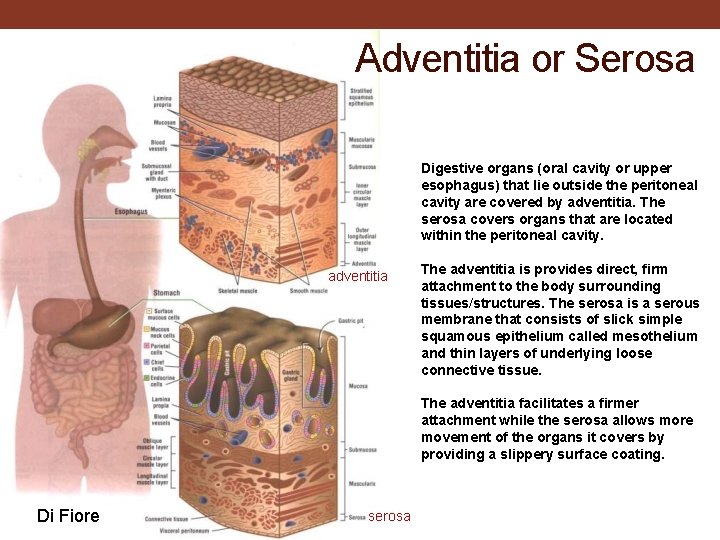 Adventitia or Serosa Digestive organs (oral cavity or upper esophagus) that lie outside the