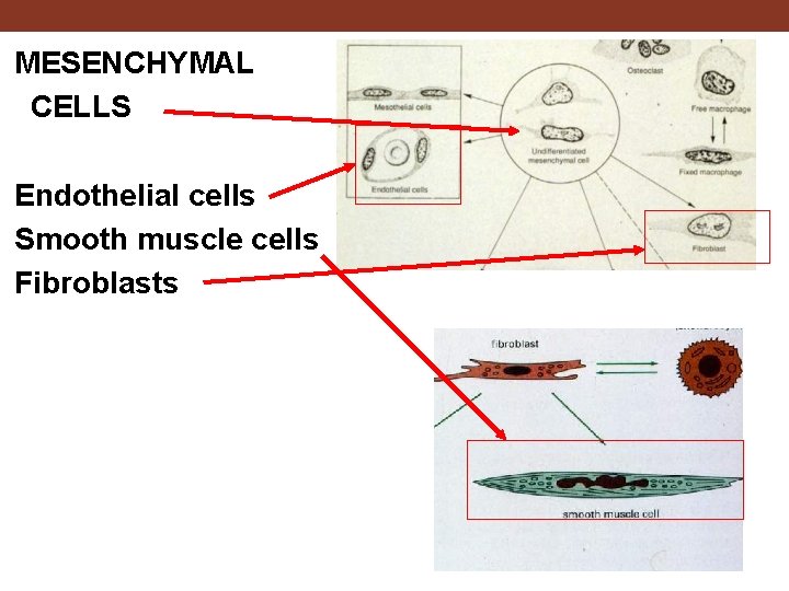 MESENCHYMAL CELLS Endothelial cells Smooth muscle cells Fibroblasts 