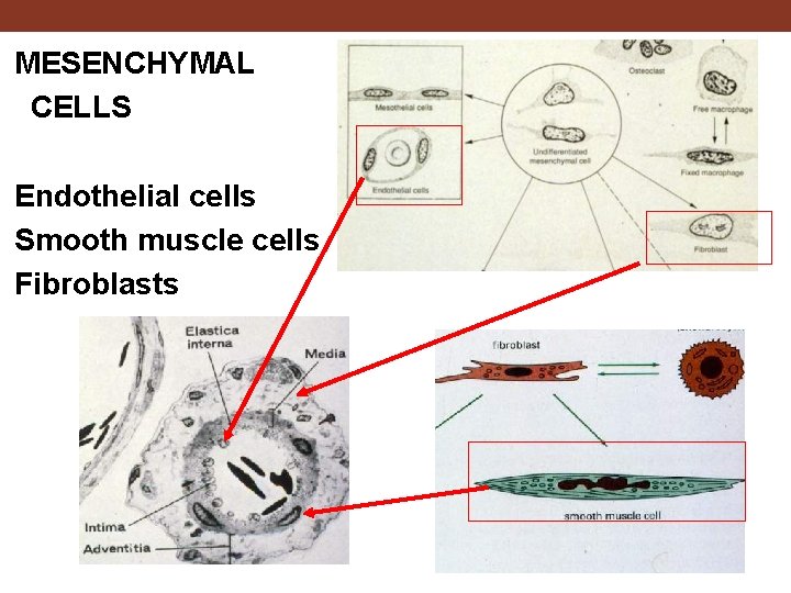 MESENCHYMAL CELLS Endothelial cells Smooth muscle cells Fibroblasts 