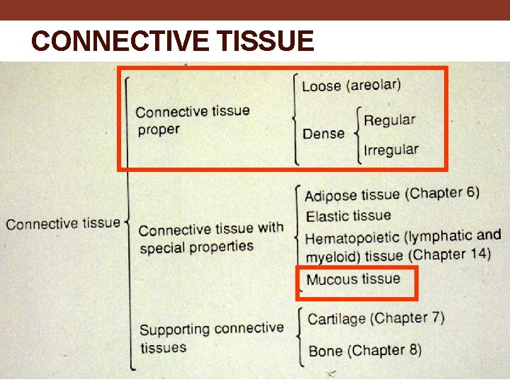 CONNECTIVE TISSUE 