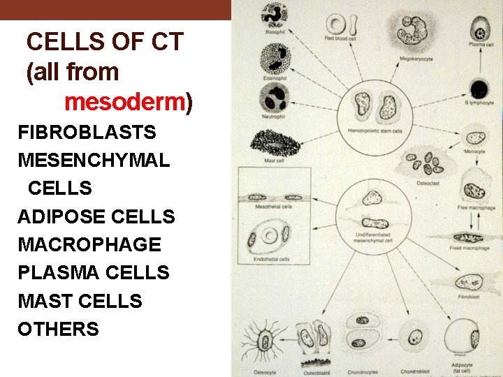 CELLS OF CT (all from mesoderm) FIBROBLASTS MESENCHYMAL CELLS ADIPOSE CELLS MACROPHAGE PLASMA CELLS
