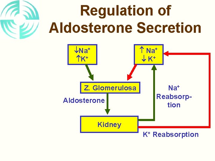 Regulation of Aldosterone Secretion Na+ K+ Na+ K+ Z. Glomerulosa Aldosterone Na+ Reabsorption Kidney