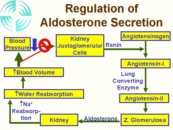 Regulation of Aldosterone Secretion Angiotensinogen Kidney Juxtaglomerular Renin Cells Blood Pressure Angiotensin-I Blood Volume