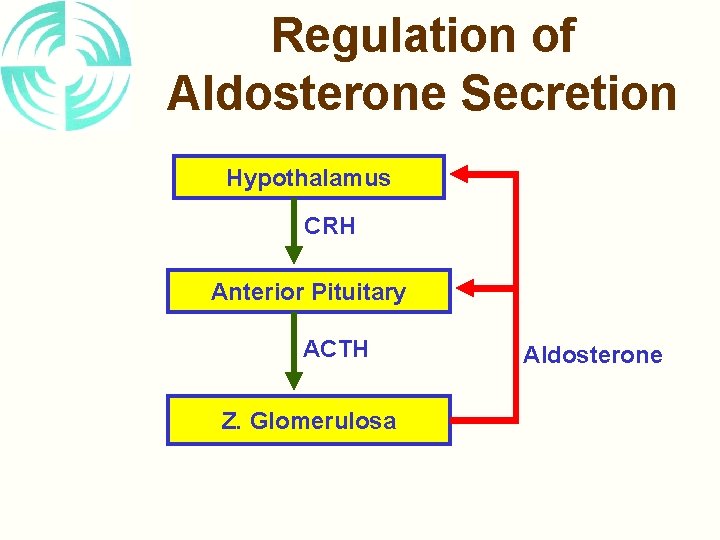 Regulation of Aldosterone Secretion Hypothalamus CRH Anterior Pituitary ACTH Z. Glomerulosa Aldosterone 