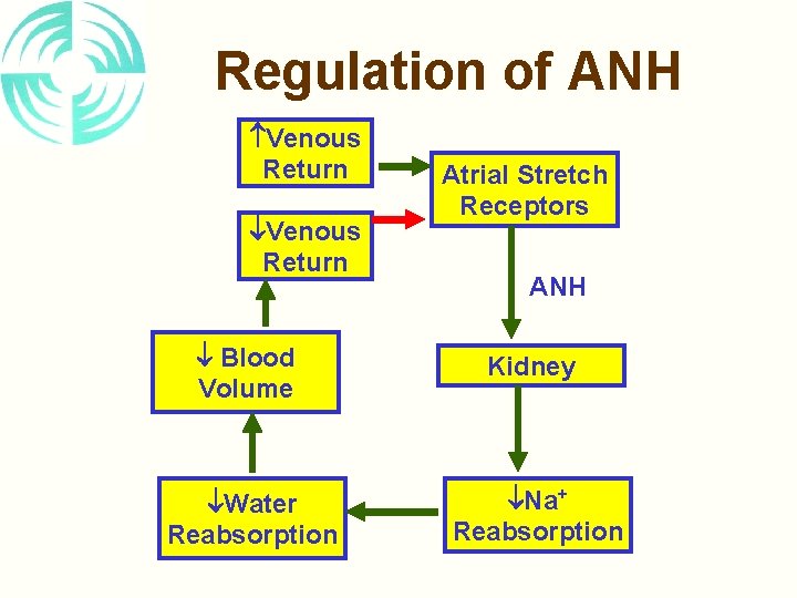 Regulation of ANH Venous Return Atrial Stretch Receptors ANH Blood Volume Kidney Water Reabsorption
