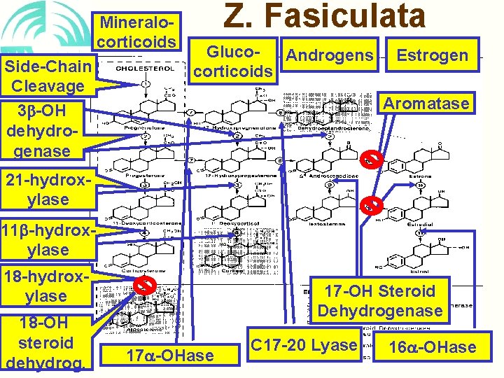 Mineralocorticoids Side-Chain Cleavage 3 -OH dehydrogenase Z. Fasiculata Gluco. Androgens corticoids Estrogen Aromatase 21