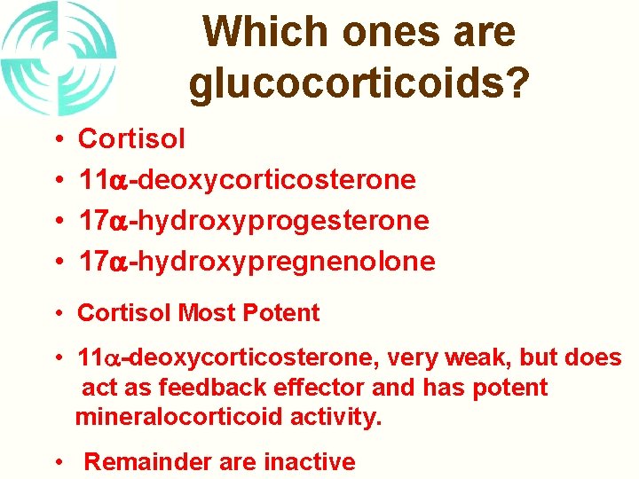 Which ones are glucocorticoids? • • Cortisol 11 -deoxycorticosterone 17 -hydroxyprogesterone 17 -hydroxypregnenolone •