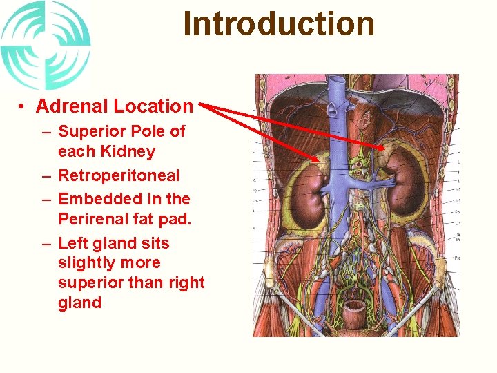 Introduction • Adrenal Location – Superior Pole of each Kidney – Retroperitoneal – Embedded