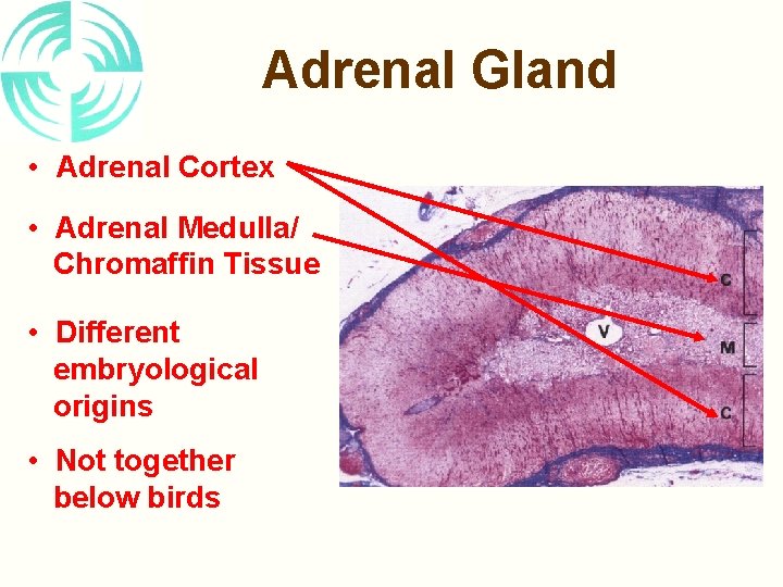 Adrenal Gland • Adrenal Cortex • Adrenal Medulla/ Chromaffin Tissue • Different embryological origins