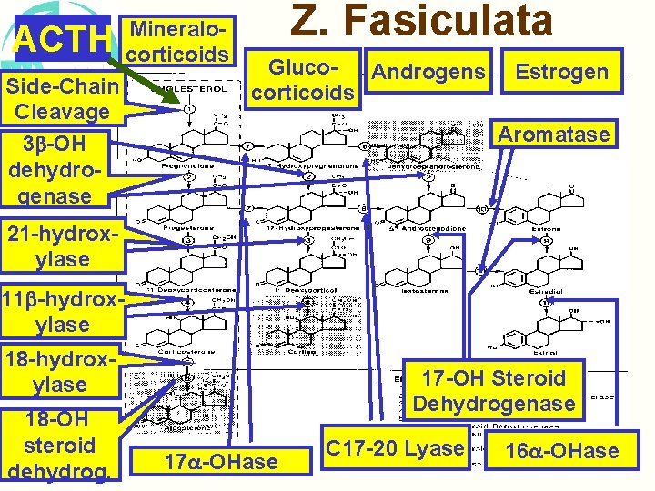 ACTH Side-Chain Cleavage 3 -OH dehydrogenase Mineralocorticoids Z. Fasiculata Gluco. Androgens corticoids Estrogen Aromatase