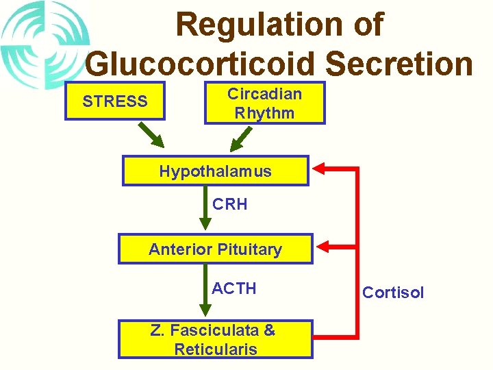 Regulation of Glucocorticoid Secretion STRESS Circadian Rhythm Hypothalamus CRH Anterior Pituitary ACTH Z. Fasciculata
