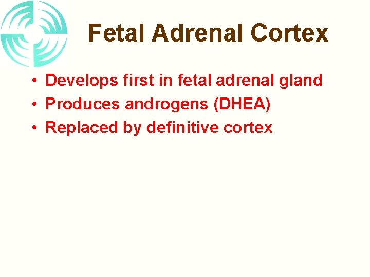 Fetal Adrenal Cortex • Develops first in fetal adrenal gland • Produces androgens (DHEA)