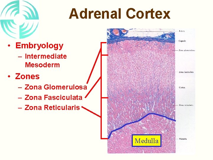 Adrenal Cortex • Embryology – Intermediate Mesoderm • Zones – Zona Glomerulosa – Zona