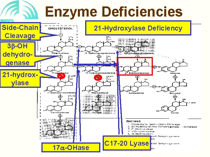 Enzyme Deficiencies Side-Chain Cleavage 3 -OH dehydrogenase 21 -Hydroxylase Deficiency 21 -hydroxylase 17 -OHase