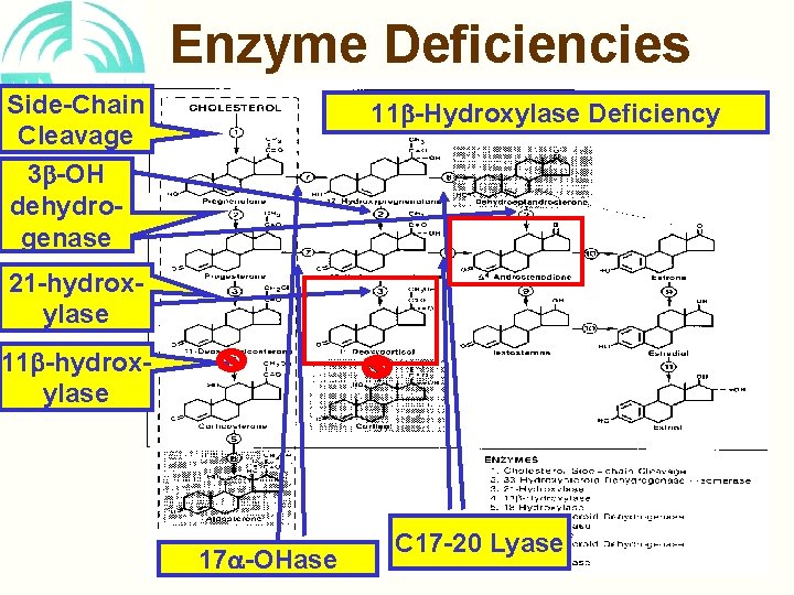 Enzyme Deficiencies Side-Chain Cleavage 3 -OH dehydrogenase 11 -Hydroxylase Deficiency 21 -hydroxylase 11 -hydroxylase