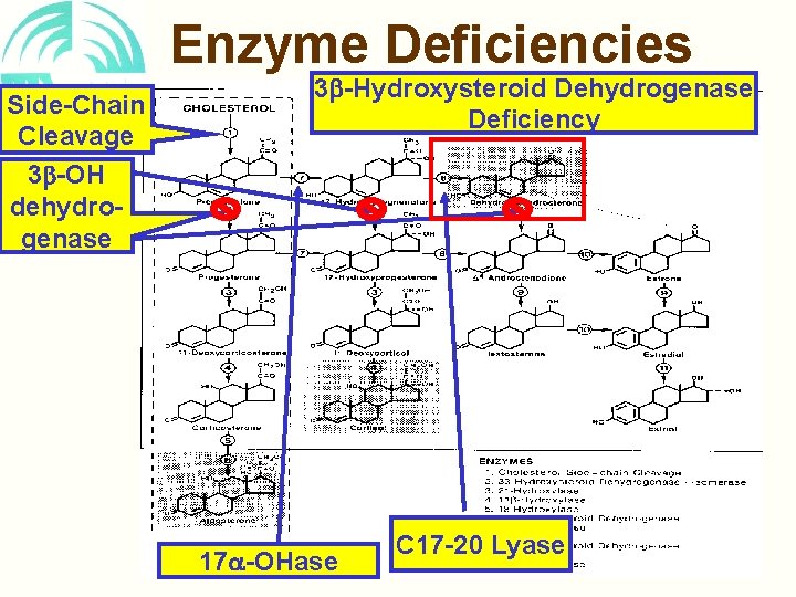 Enzyme Deficiencies Side-Chain Cleavage 3 -OH dehydrogenase 3 -Hydroxysteroid Dehydrogenase Deficiency 17 -OHase C