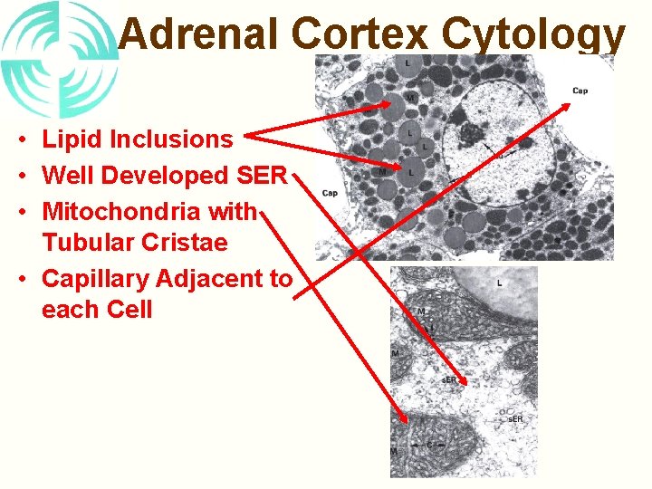 Adrenal Cortex Cytology • Lipid Inclusions • Well Developed SER • Mitochondria with Tubular