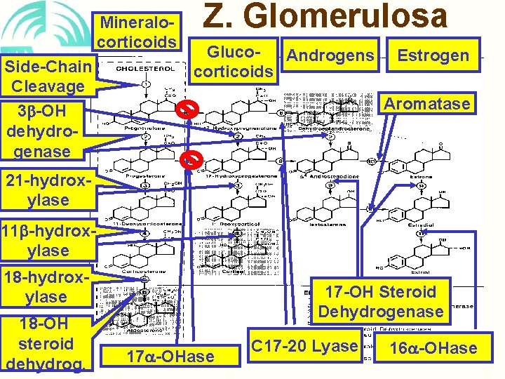 Mineralocorticoids Side-Chain Cleavage 3 -OH dehydrogenase Z. Glomerulosa Gluco. Androgens corticoids Estrogen Aromatase 21