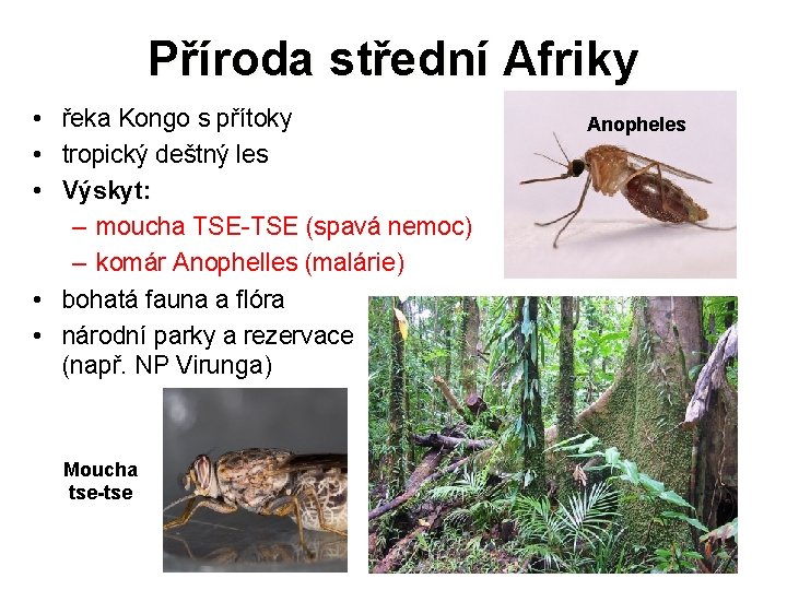 Příroda střední Afriky • řeka Kongo s přítoky • tropický deštný les • Výskyt: