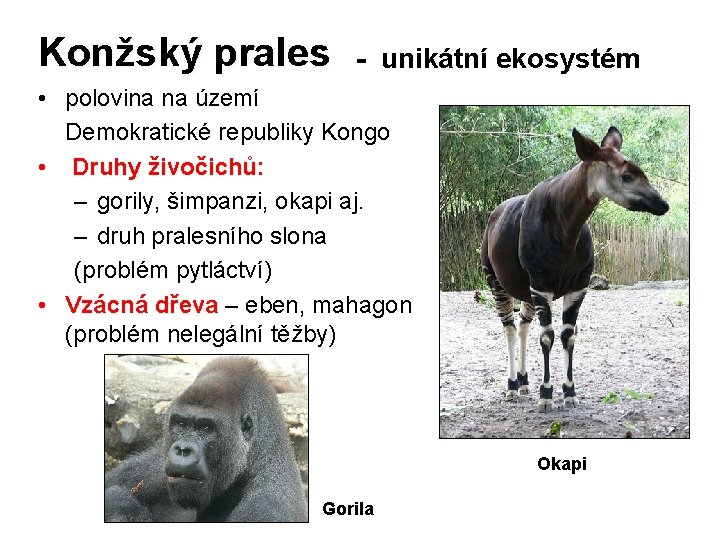 Konžský prales - unikátní ekosystém • polovina na území Demokratické republiky Kongo • Druhy