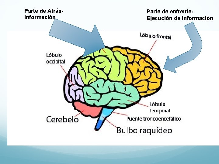 Parte de Atrás. Información Parte de enfrente. Ejecución de Información 
