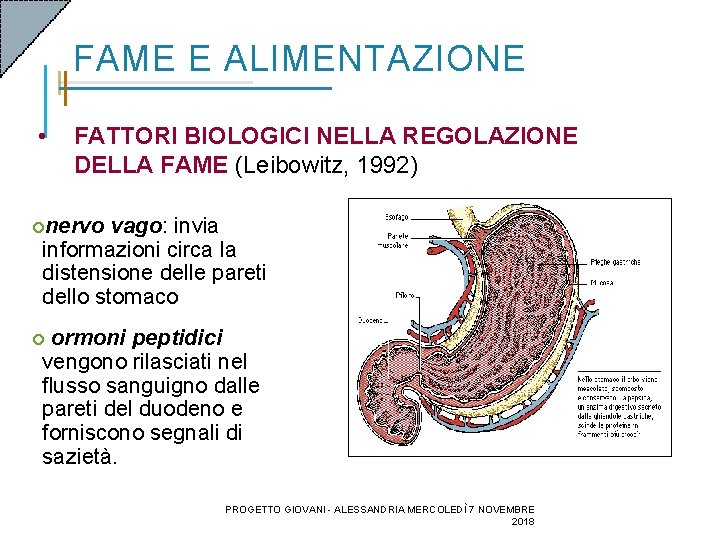 FAME E ALIMENTAZIONE • FATTORI BIOLOGICI NELLA REGOLAZIONE DELLA FAME (Leibowitz, 1992) ¡nervo vago: FAME E ALIMENTAZIONE • FATTORI BIOLOGICI NELLA REGOLAZIONE DELLA FAME (Leibowitz, 1992) ¡nervo vago: