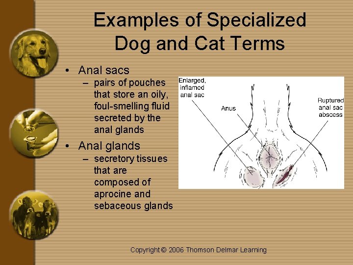 Examples of Specialized Dog and Cat Terms • Anal sacs – pairs of pouches